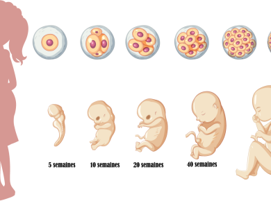 développement du foetus