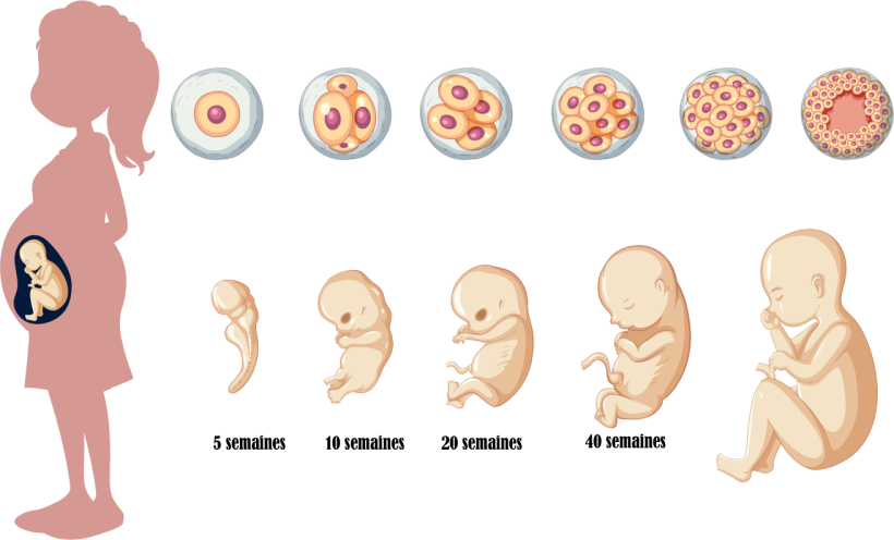 développement du foetus